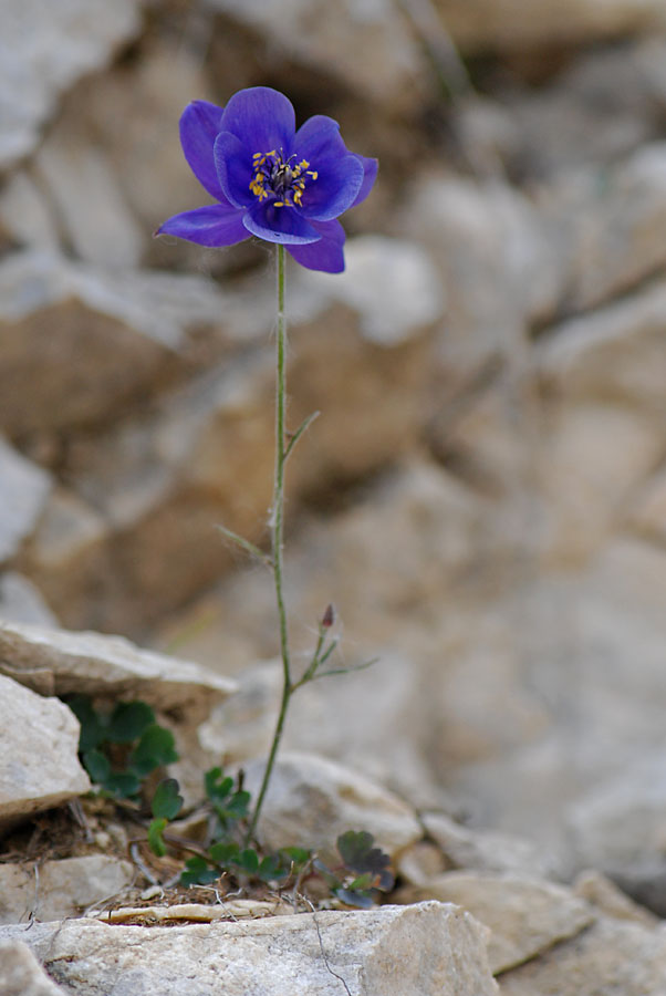 Aquilegia einseleana / Aquilegia di Einsele